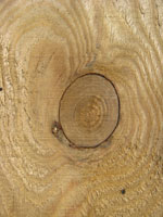 Knot in Wood