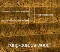 Ring-Porous Wood